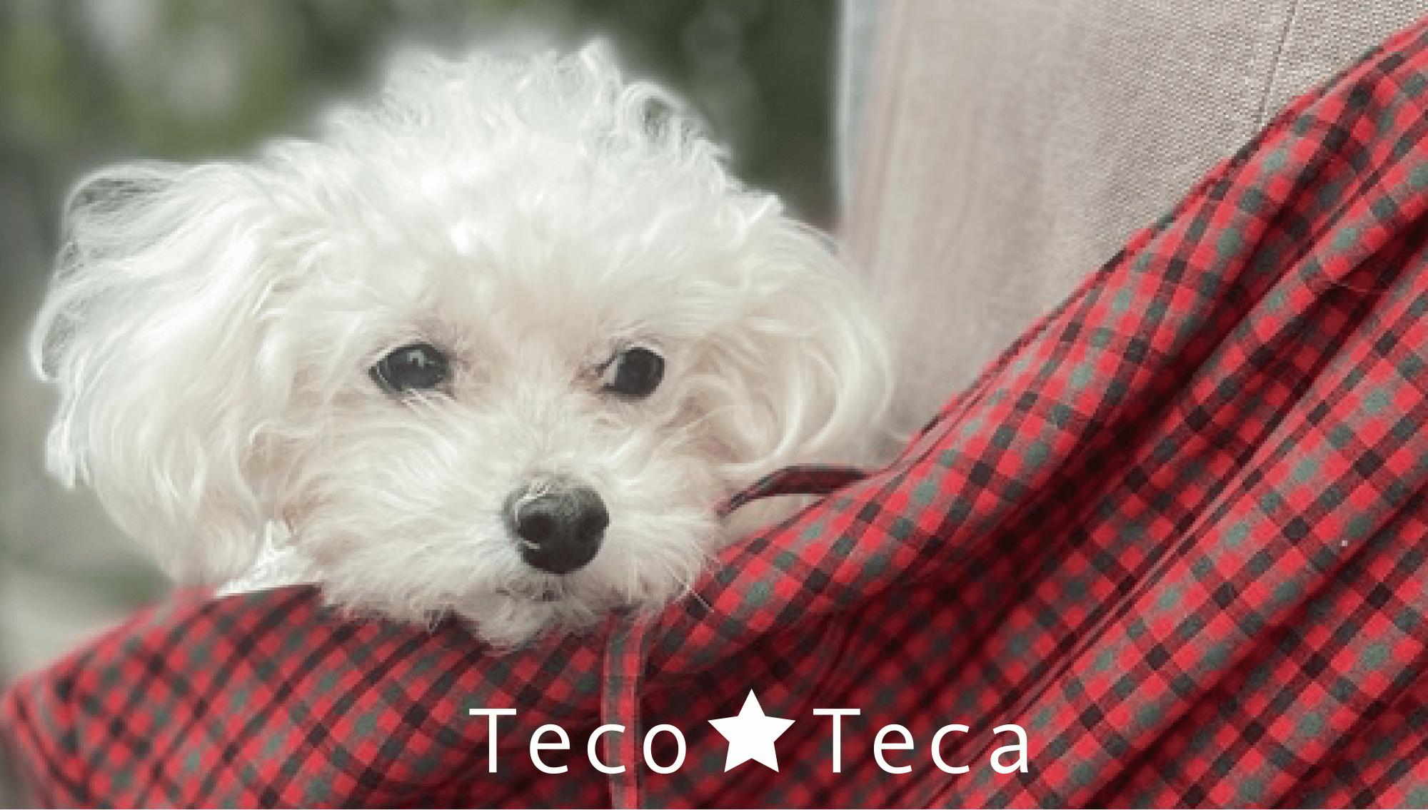 株式会社スマイラル / 勝山うさぎ | Teco ☆ Teca（テコテカ）ペット