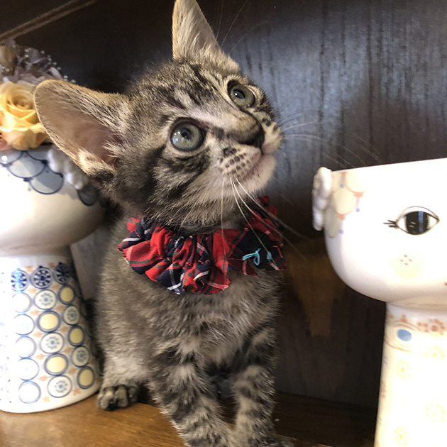 愛猫のための手作り食